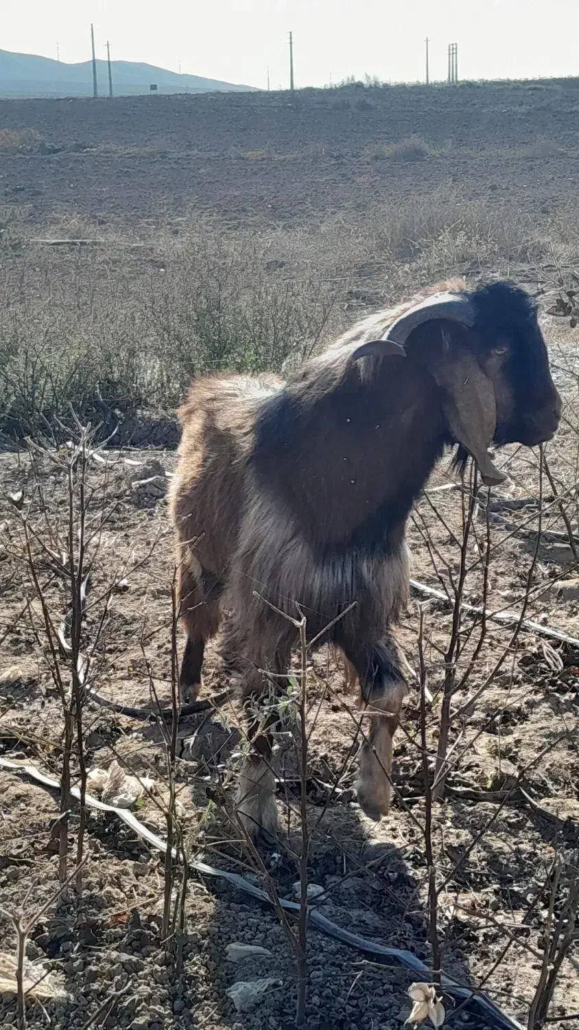 بز‌نر‌دامازدخ|حیوانات مزرعه|اصلاندوز, |دیوار
