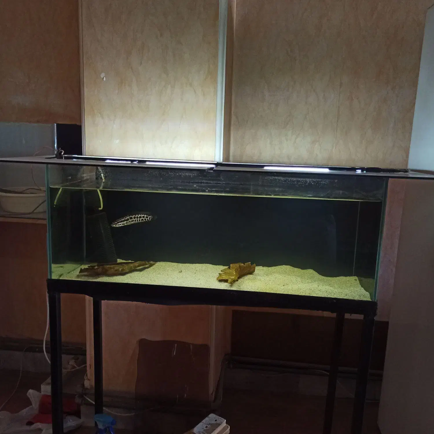 آکواریوم ضد خش apa|ماهی|کرج, مصباح|دیوار