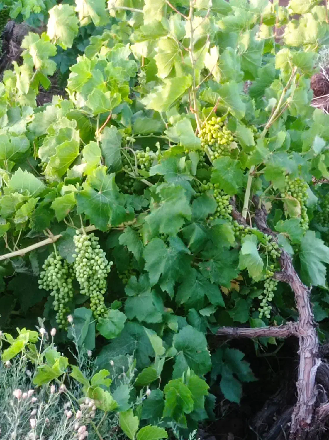 فروش باغ انگور|فروش دفتر صنعتی، کشاورزی، تجاری|دشتابی, |دیوار