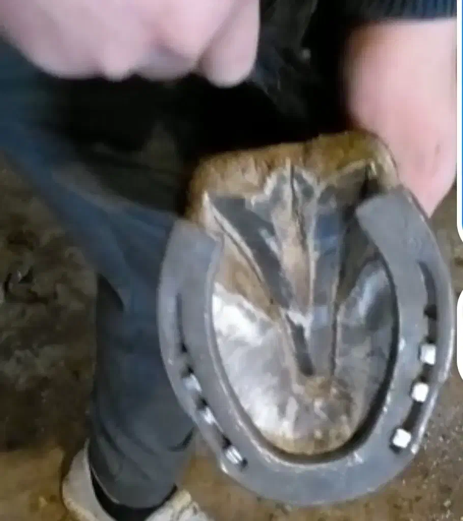 نعل اسب کار کرده دونه ی دویست هزار|اسب و تجهیزات اسبسواری|محمدشهر, همایون ویلا|دیوار