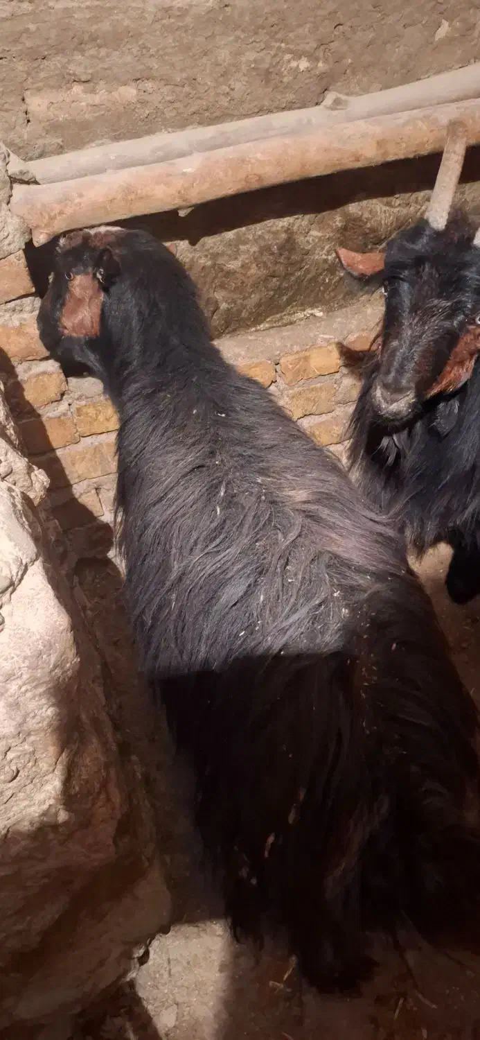 چپش ابستن|حیوانات مزرعه|چادگان, |دیوار