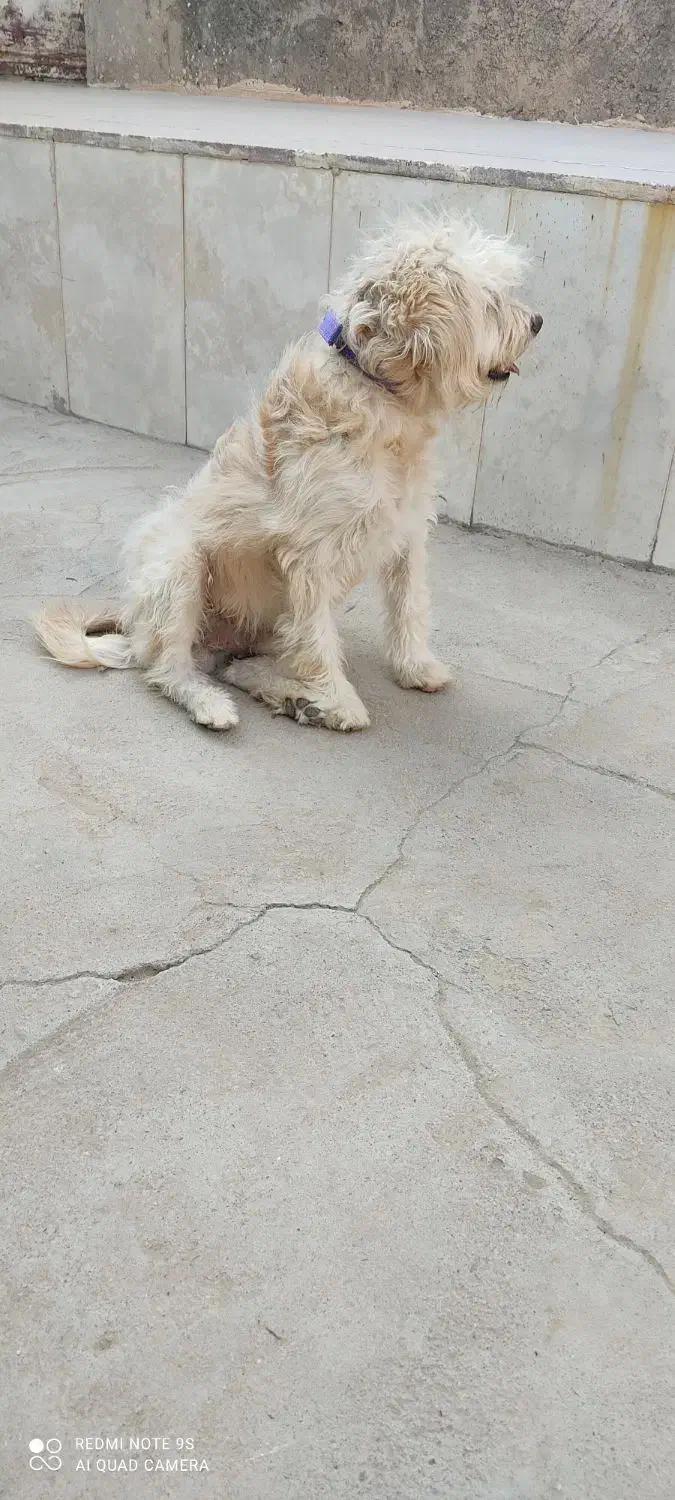 سگگ|سگ|سیرجان, |دیوار