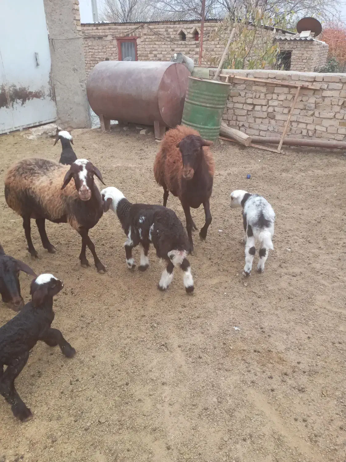 ۴ عدد میشه بره دار بره های پلنگی|حیوانات مزرعه|باغ حلی, |دیوار