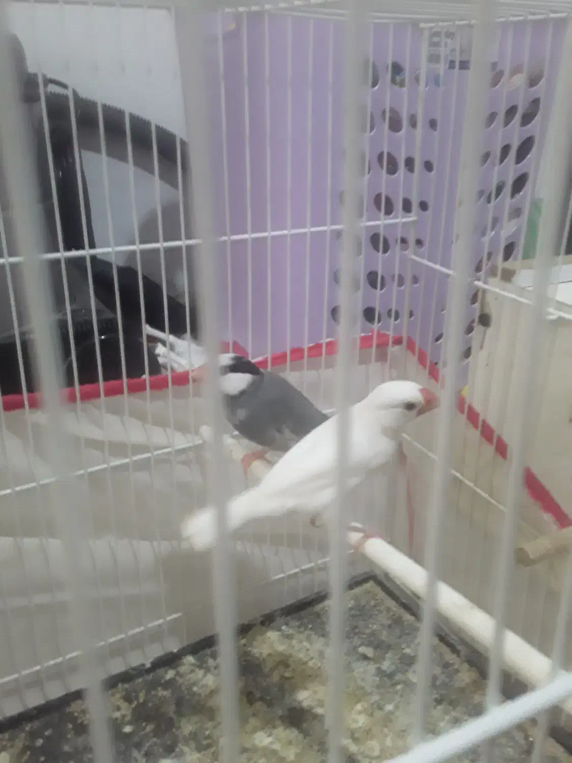 فنچ نرگسی مولد|پرنده|کاشمر, |دیوار