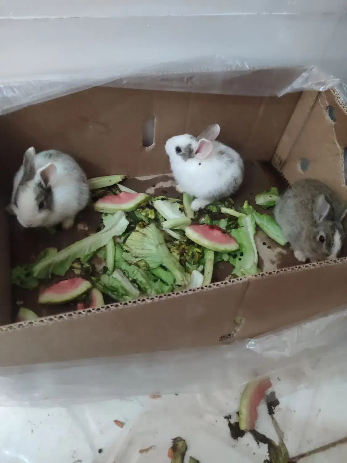 خرگوش|موش و خرگوش|بیرجند, |دیوار