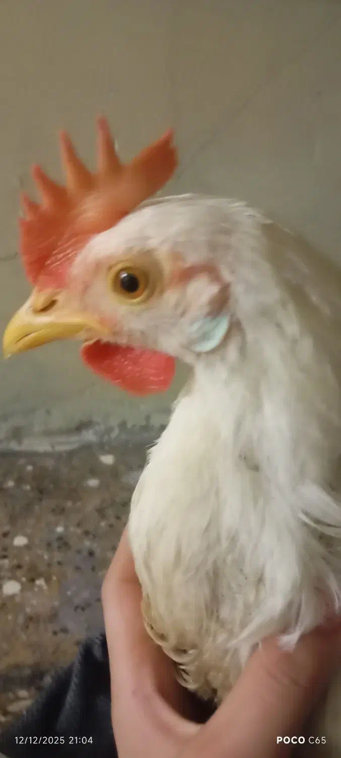 مرغ|حیوانات مزرعه|تهران, سلیمانی|دیوار