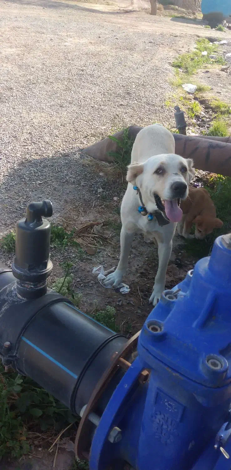 سلام سگ ماده افغانی فیض آباد مه ولات|سگ|کاشمر, |دیوار