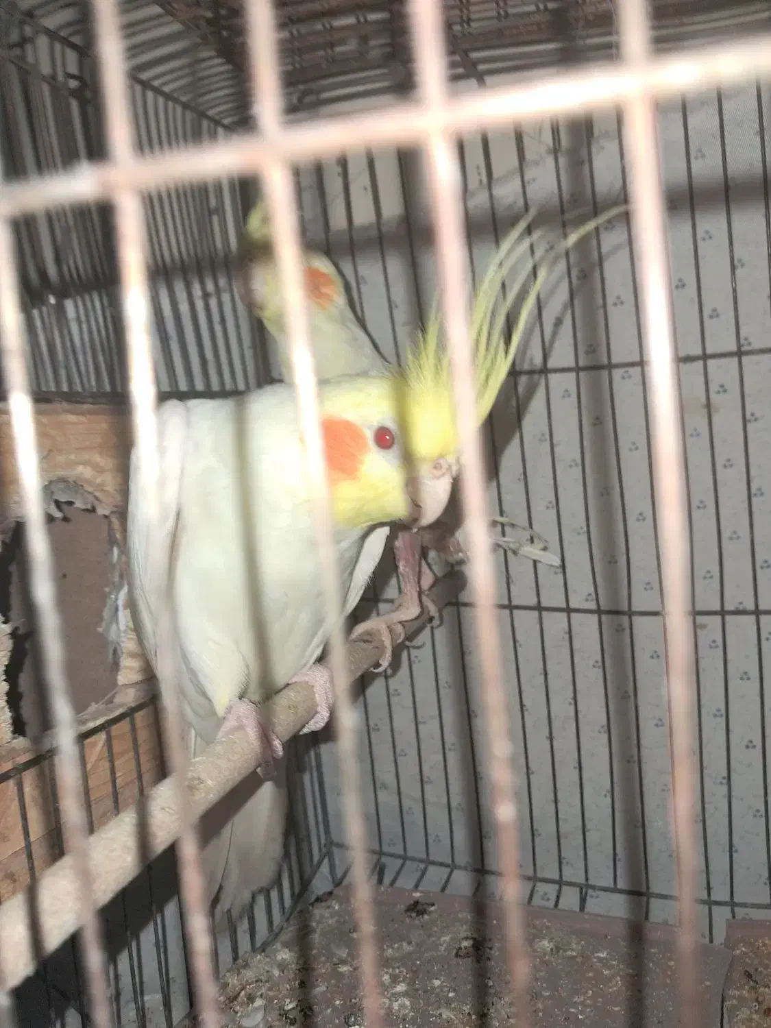 عروس هلندی لوتینو نر|پرنده|شیراز, شهرک مهرگان|دیوار