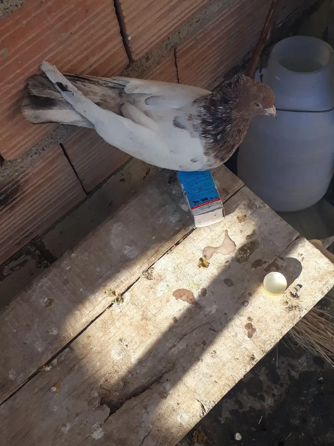 سینه سار نر زدو خوردی|پرنده|شیروان (خراسان), |دیوار