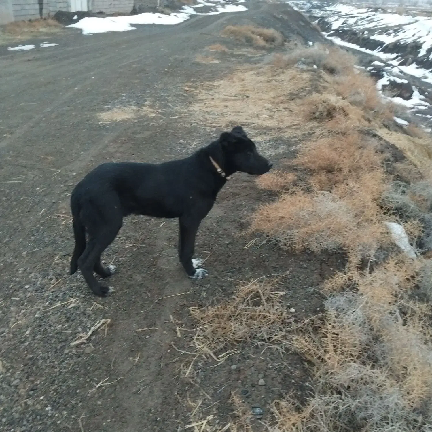 حیوانات|سگ|جغتای, |دیوار