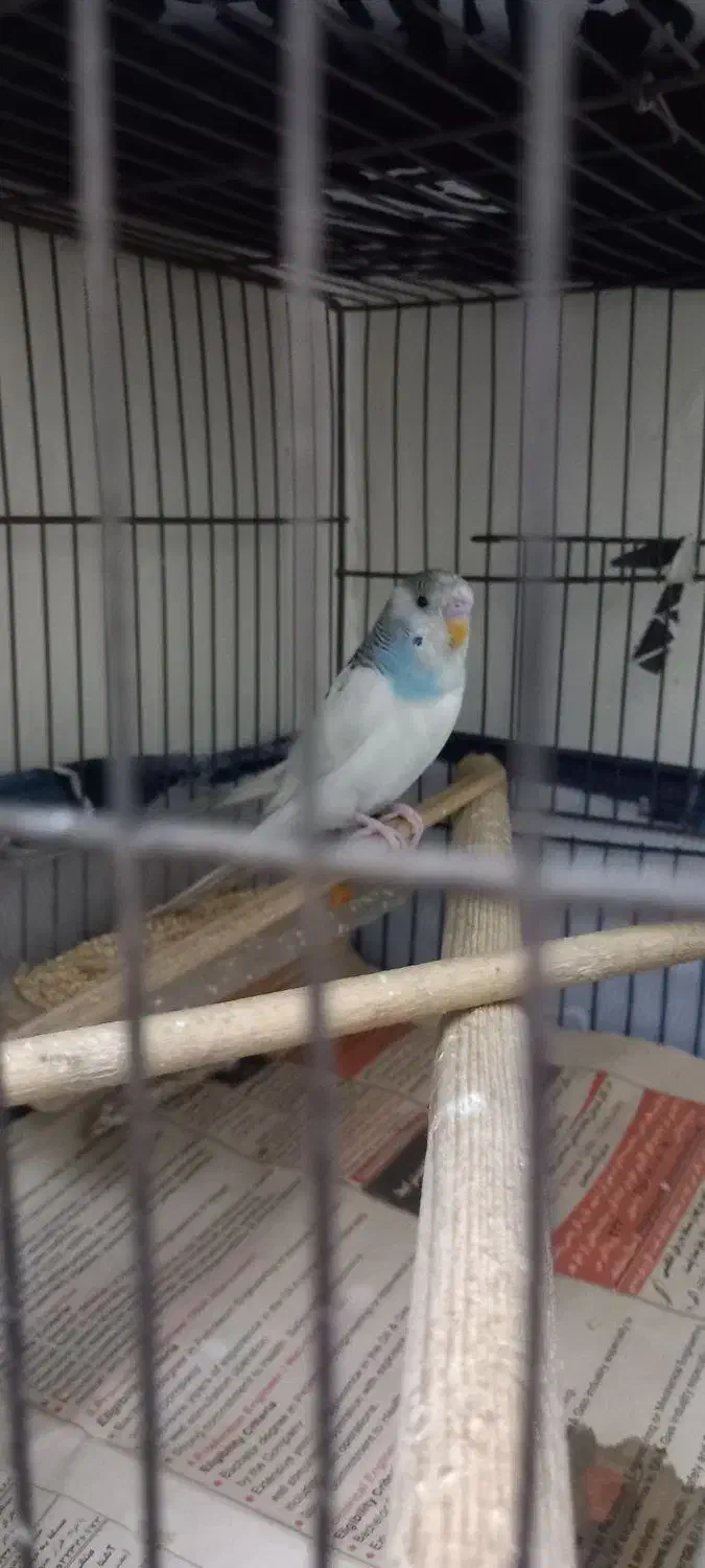 مرغ عشق|پرنده|تهران, بلورسازی|دیوار