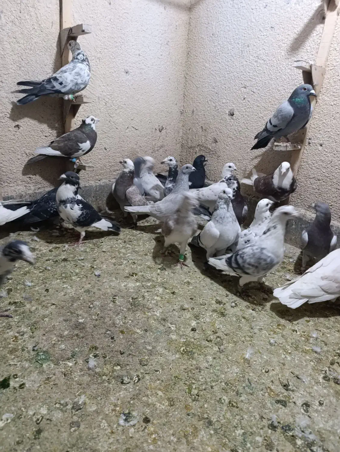 تعدادی پلاکی هوایی همه خوب|پرنده|مرودشت, کوشک|دیوار