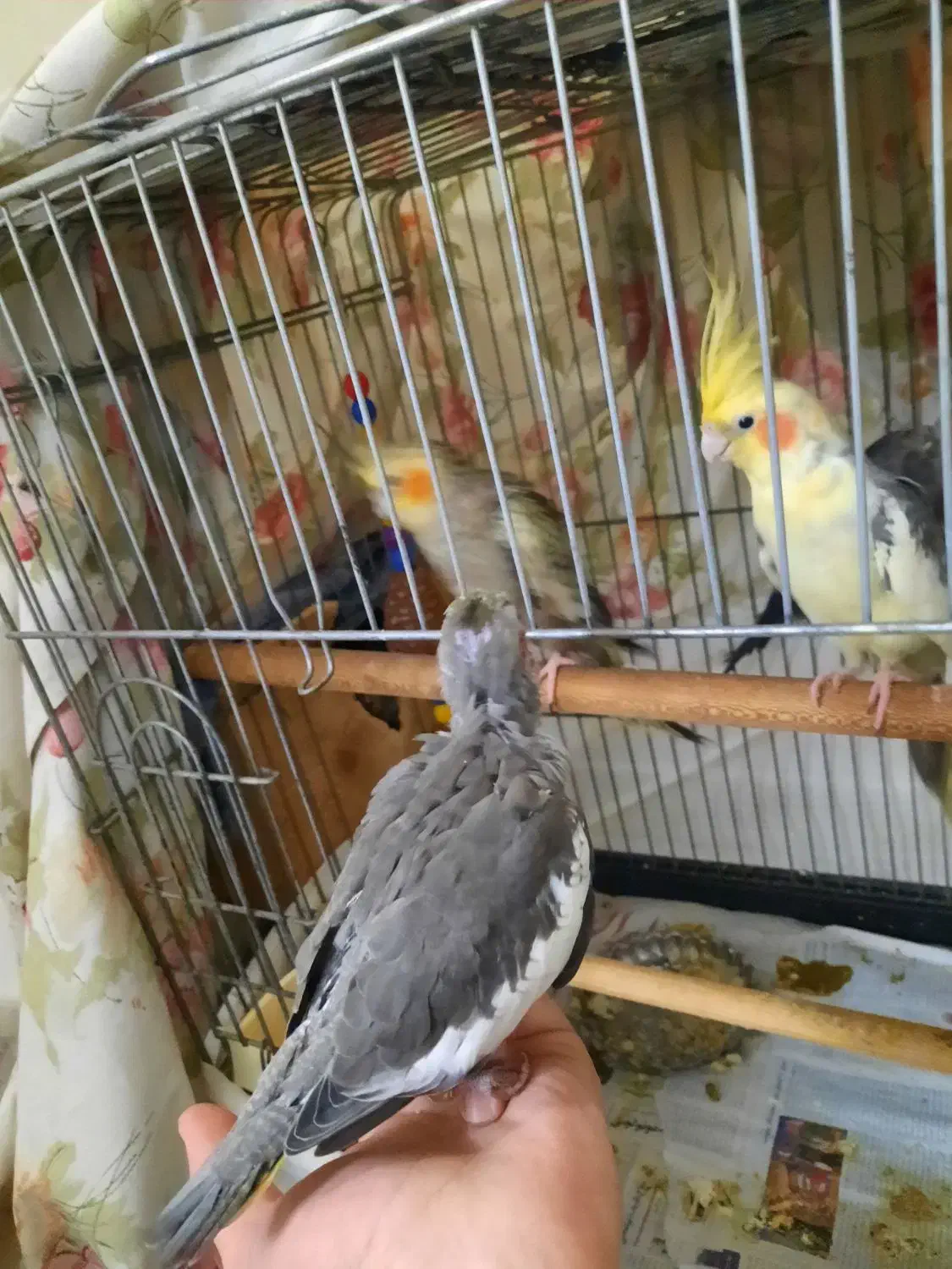 عروس هلندی سرلاکی|پرنده|تهران, دبستان|دیوار