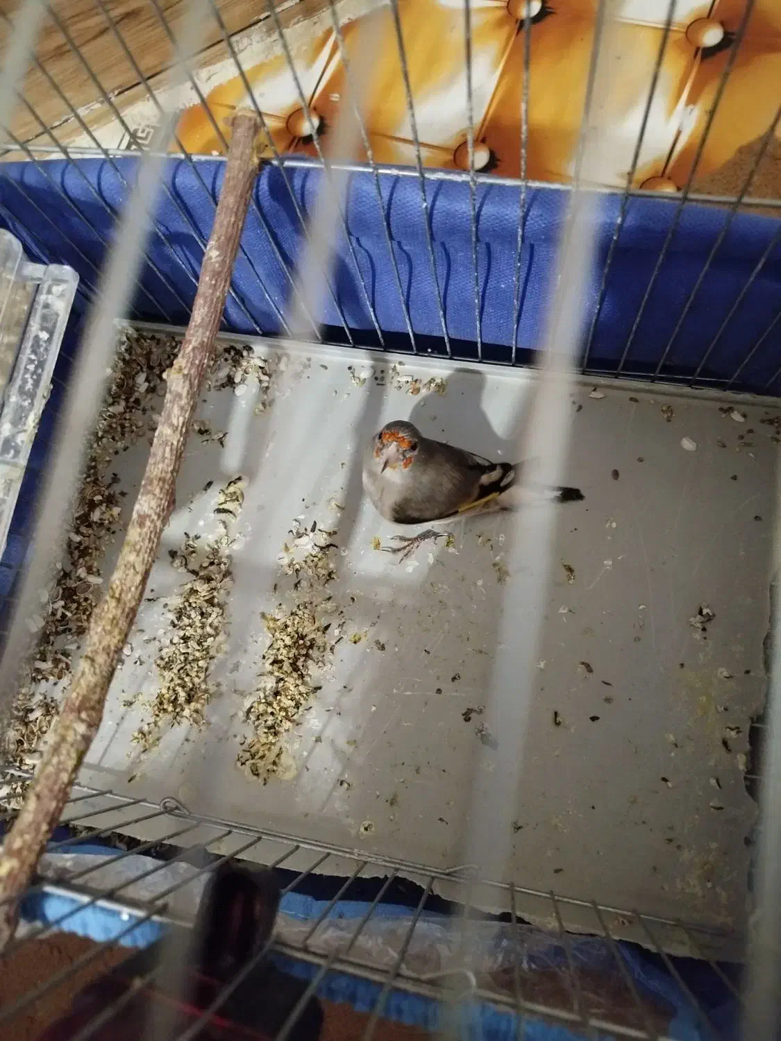 سهره کرمونی|پرنده|یاسوج, |دیوار