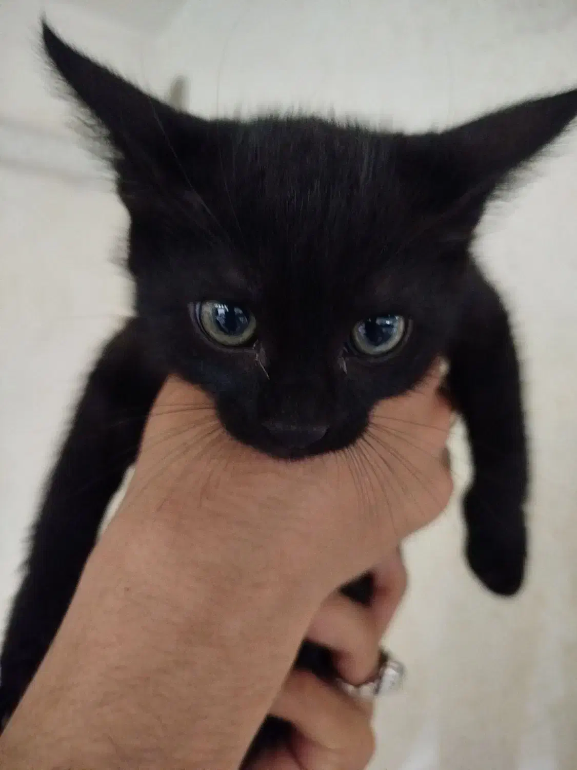 گربه بلک|گربه|اهواز, زندوکیلی|دیوار