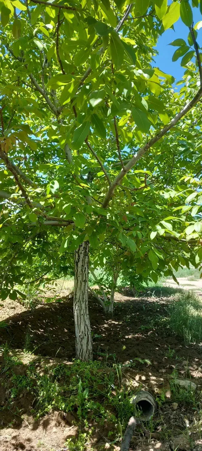 باغچه بادرختان الوان|فروش زمین و ملک کلنگی|انزل, |دیوار