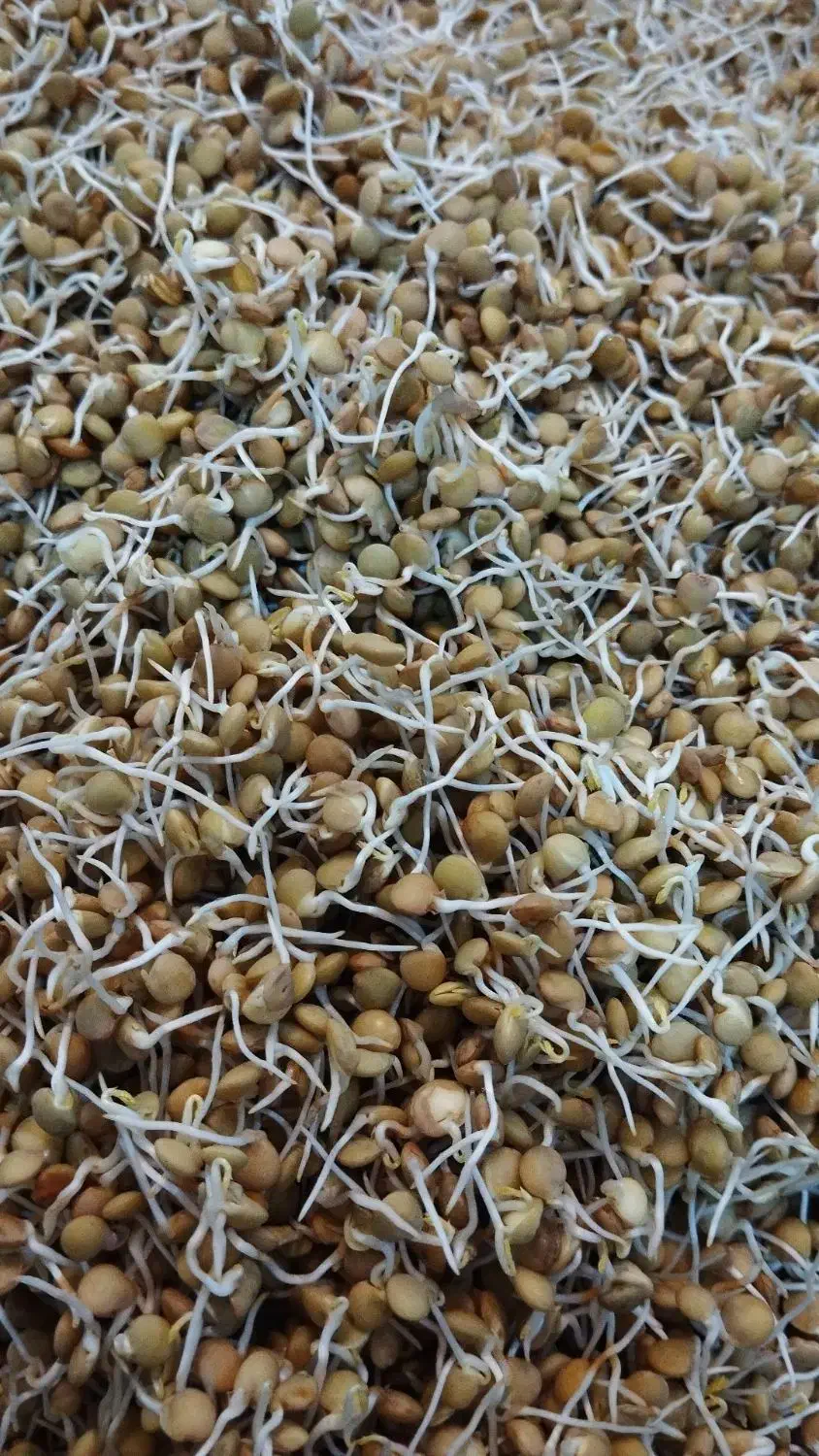 سویق چاقی تضمینی و گیاهی|خوردنی و آشامیدنی|بم, |دیوار