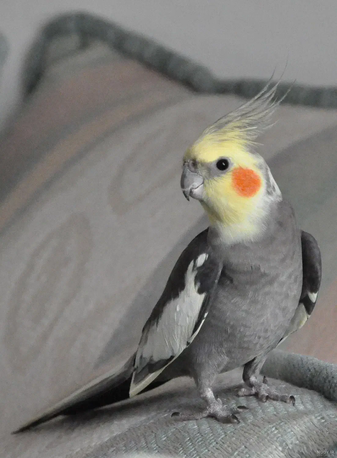 عروس هلندی|پرنده|گلپایگان, |دیوار