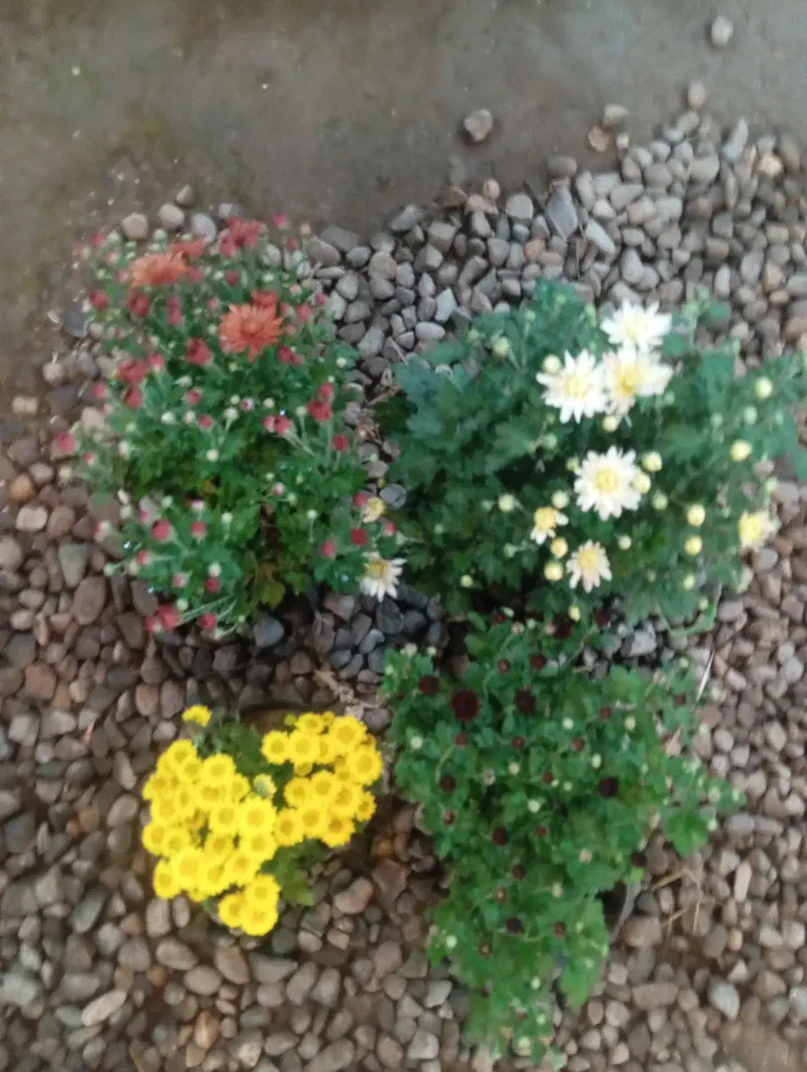 گل داوودی خیلی پر بوته ۵۰ تومن|گل و گیاه طبیعی|رشت, حمیدیان|دیوار