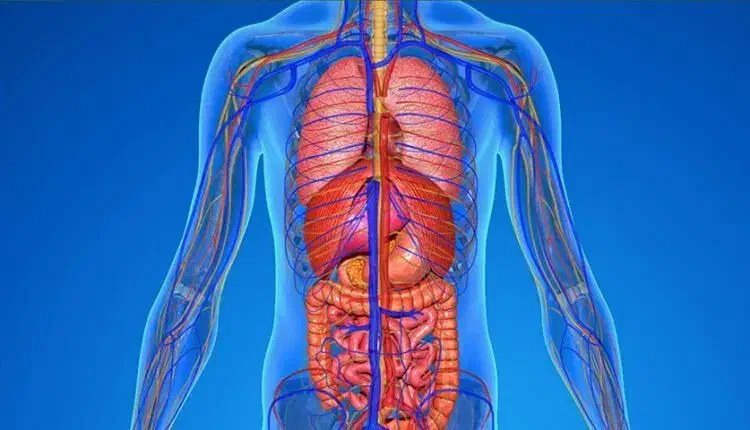 آموزش پاکسازی بدن همراه با کسب درآمد|خدمات آموزشی|لواسان, |دیوار