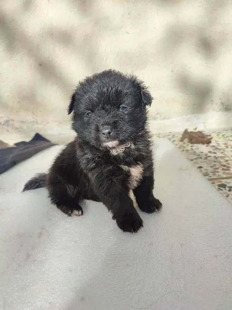 واگذاری پامرکوچولو بامزه|سگ|رشت, حومه رشت|دیوار