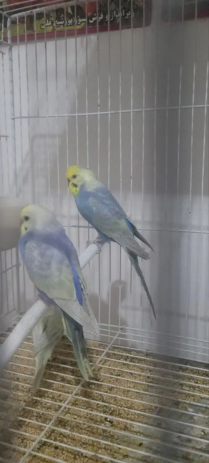 مرغ عشق رینبو اورجینال|پرنده|بیرجند, |دیوار