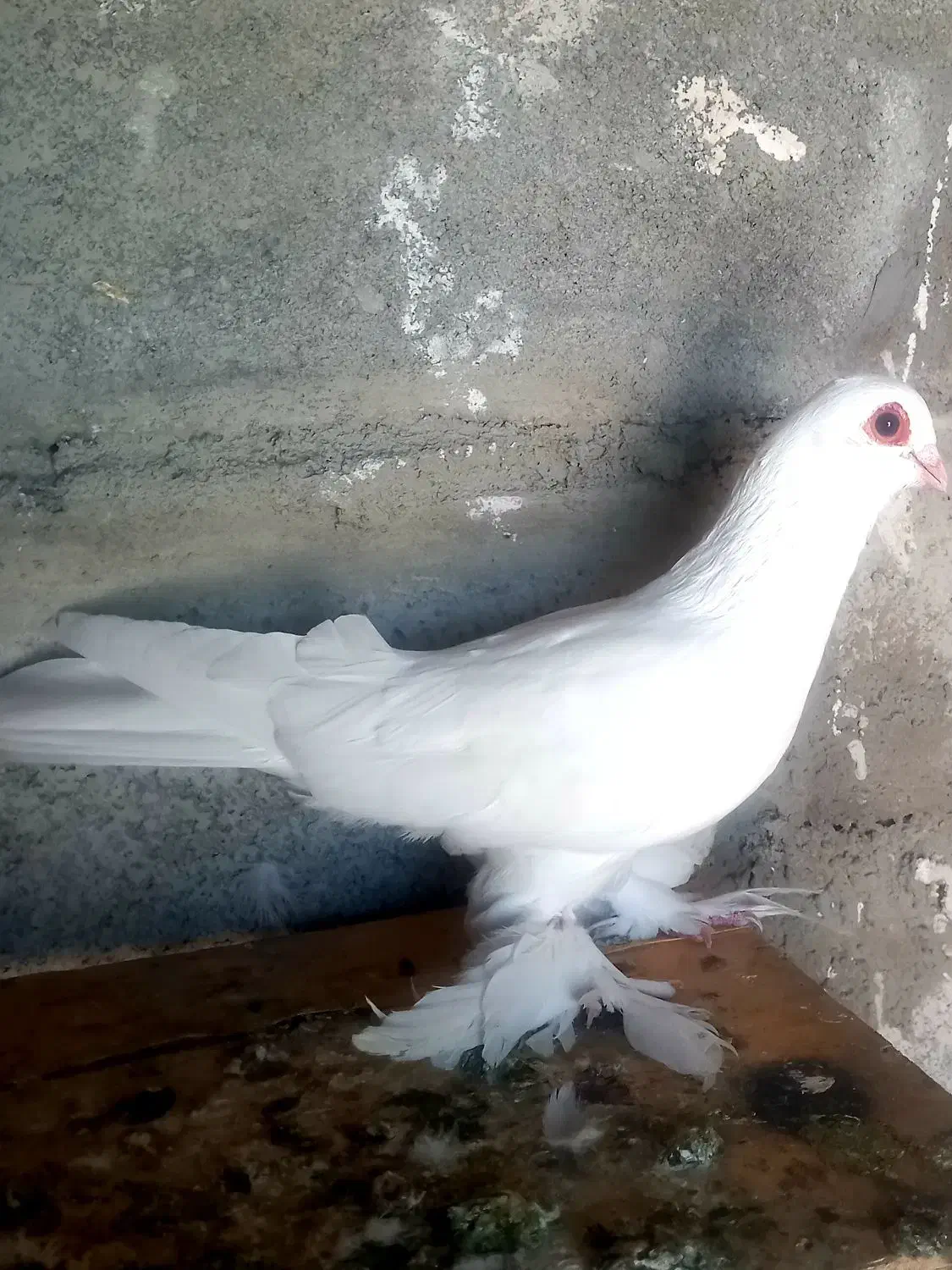 کبوتر|پرنده|تبریز, |دیوار