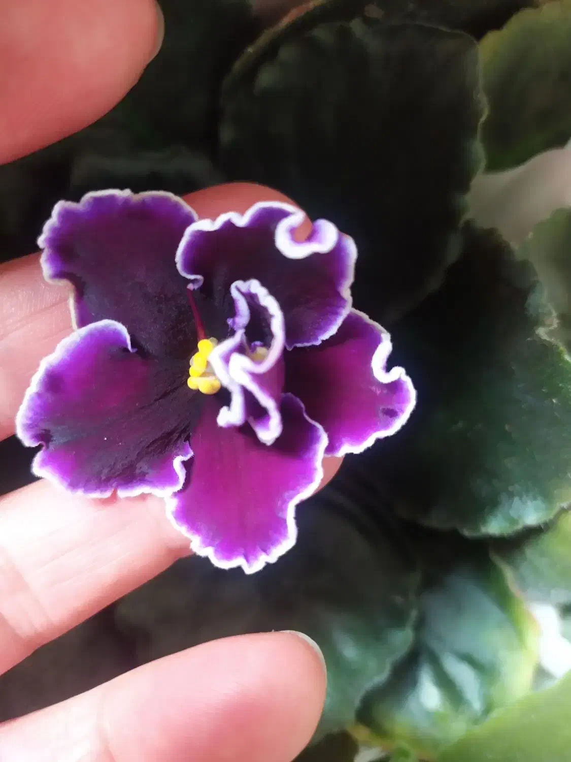 بنفشه آفریقایی|گل و گیاه طبیعی|سیاهکل, |دیوار