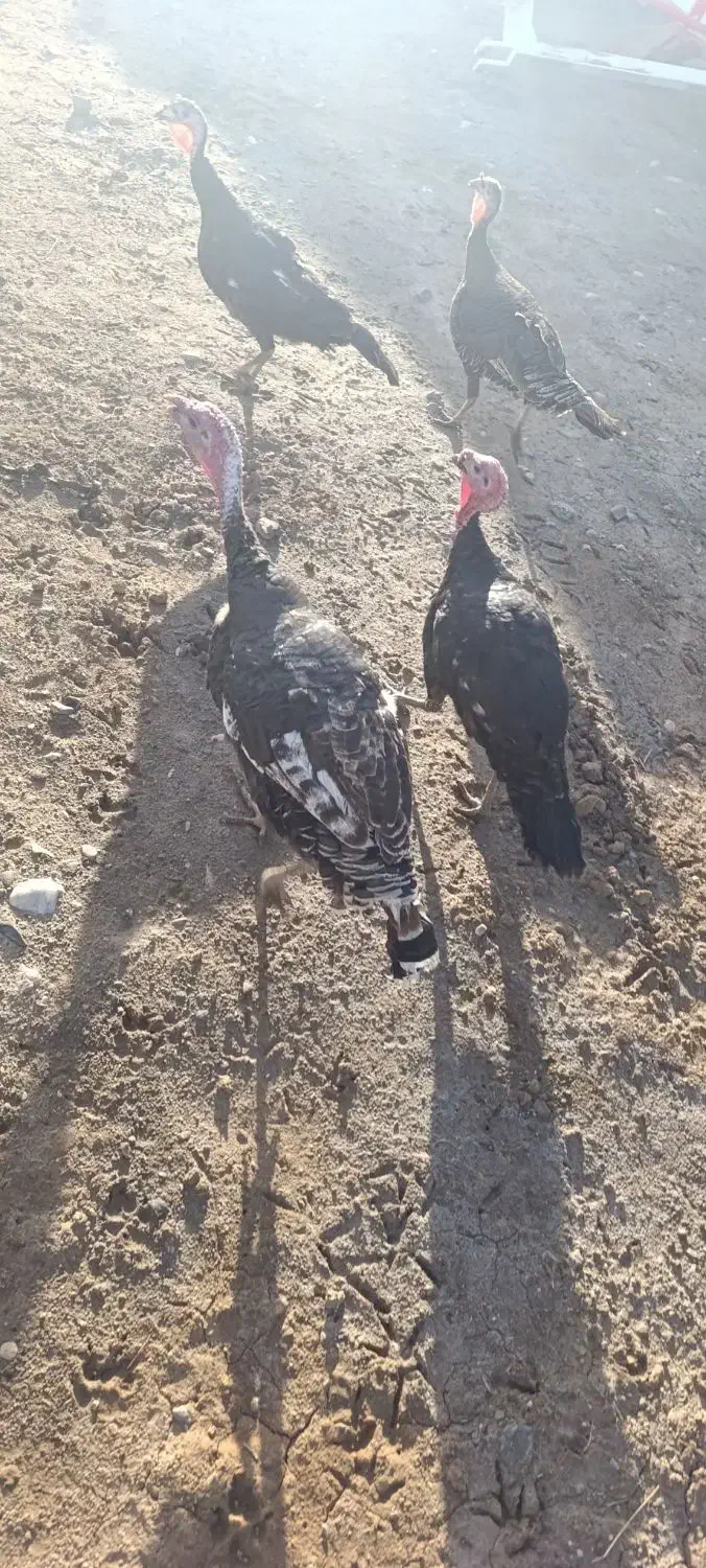 بوقلمو|حیوانات مزرعه|پلدشت, |دیوار