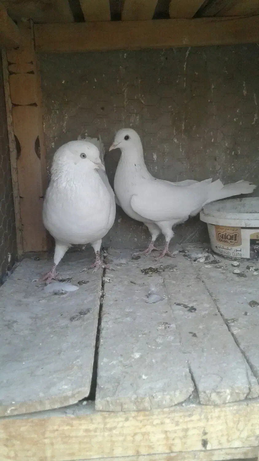 کبوتر پرشی|پرنده|خمینیشهر, |دیوار