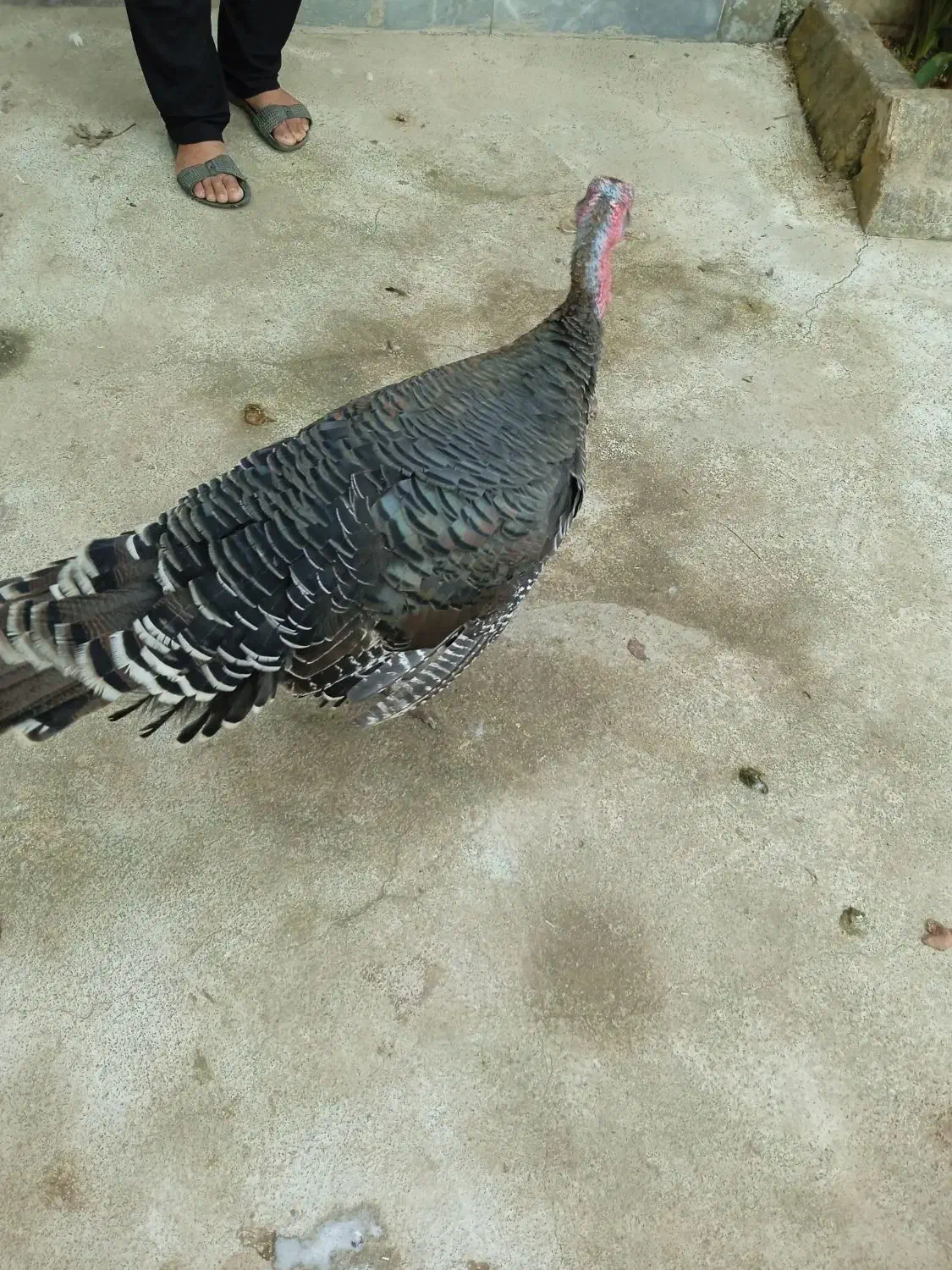 فروش بوقلمون وتخم بوقلمون|حیوانات مزرعه|رشت, پیرکلاچای|دیوار