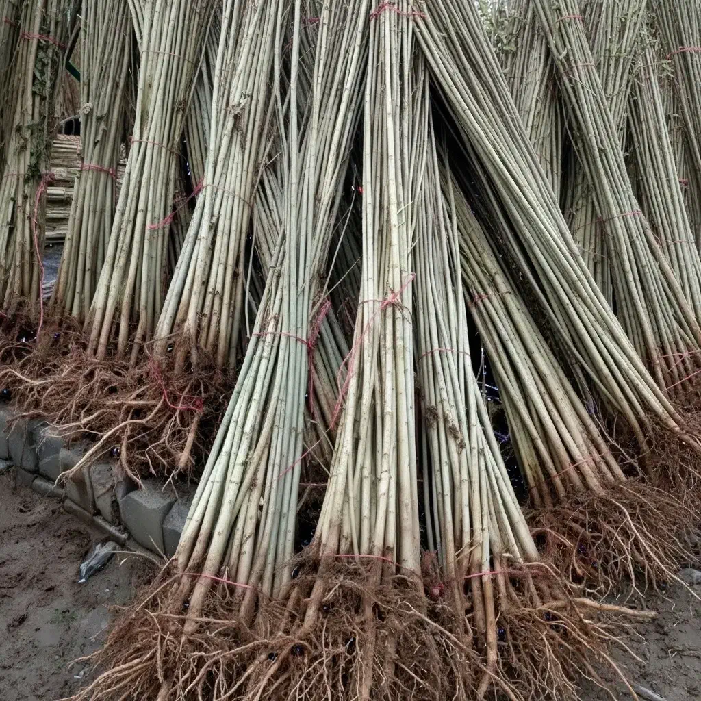 قــلمه با کیفیت عالی|گل و گیاه طبیعی|خلخال, |دیوار