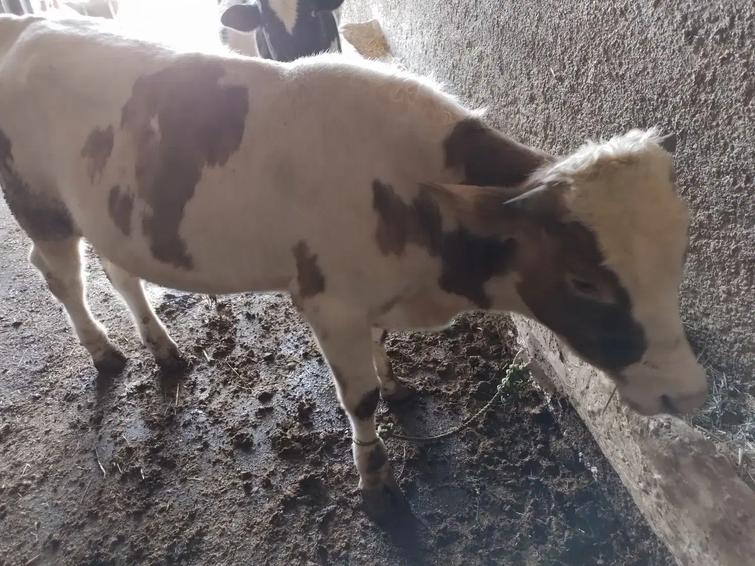 گوساله نر|حیوانات مزرعه|صحنه, |دیوار