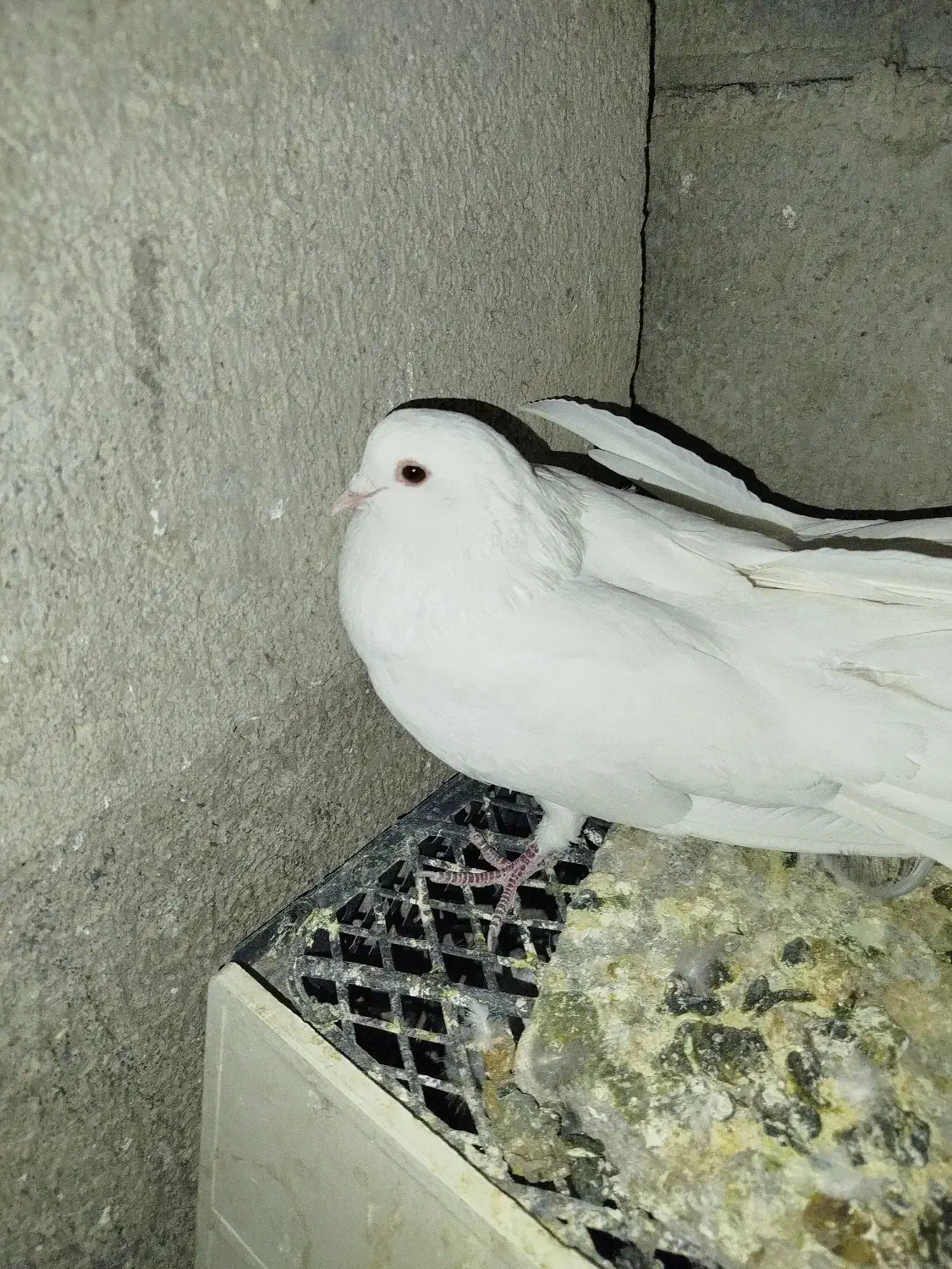 سفید|پرنده|خانمیرزا, |دیوار