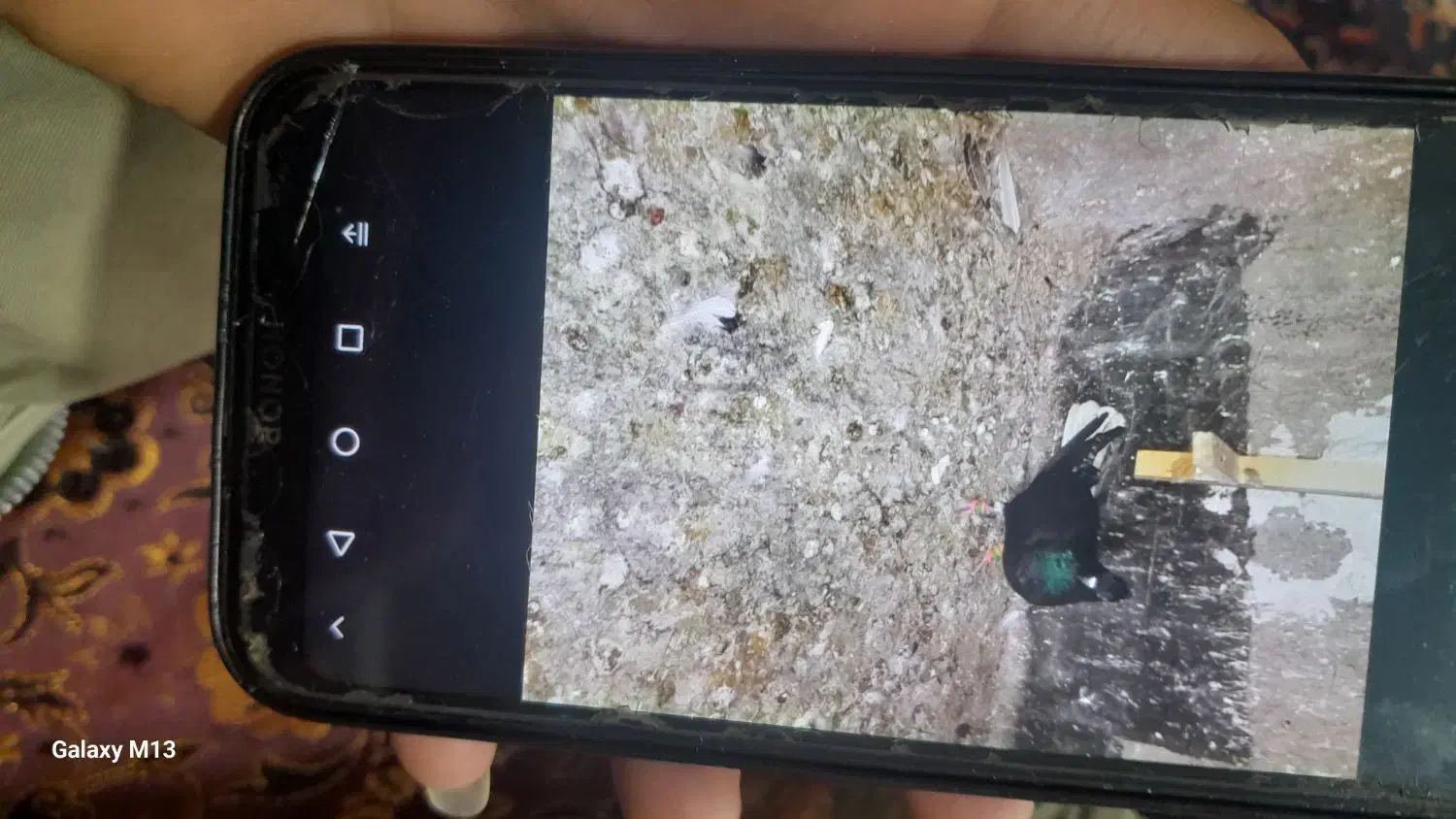 کبوتر|خزنده|نیشابور, مازول|دیوار