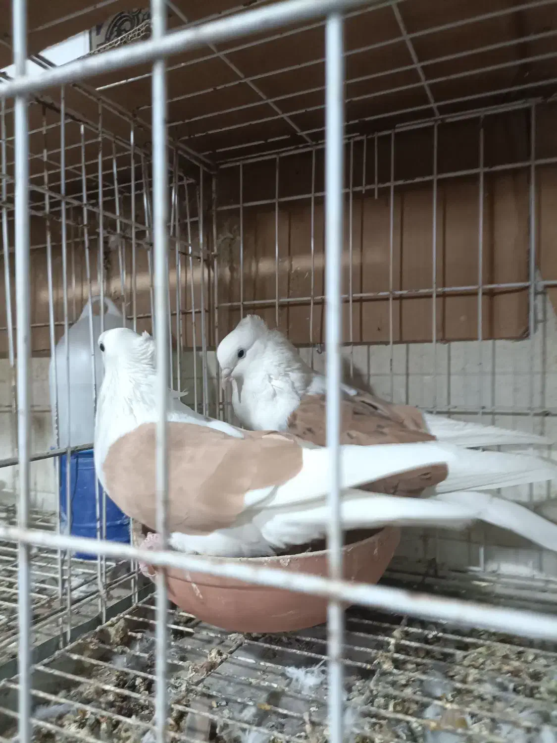 دوکت همه رنگ|پرنده|بندر ماهشهر, |دیوار