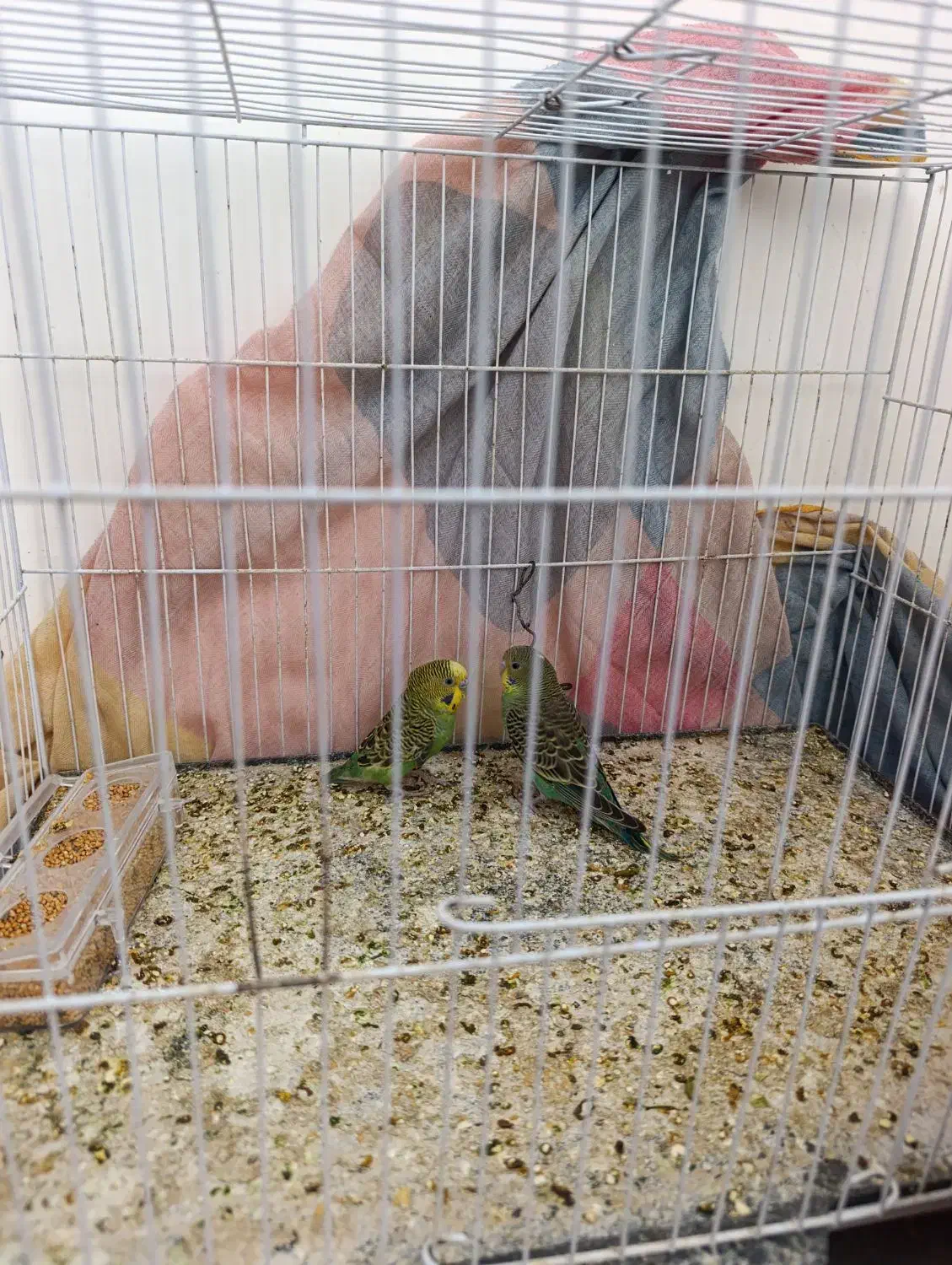 مرغ عشق دستی فروشی و معاوضه|پرنده|تایباد, |دیوار