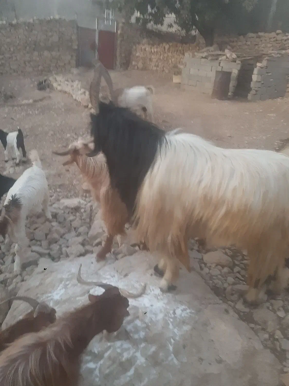 فروش پازن الوس تخمی جوان|حیوانات مزرعه|یاسوج, |دیوار