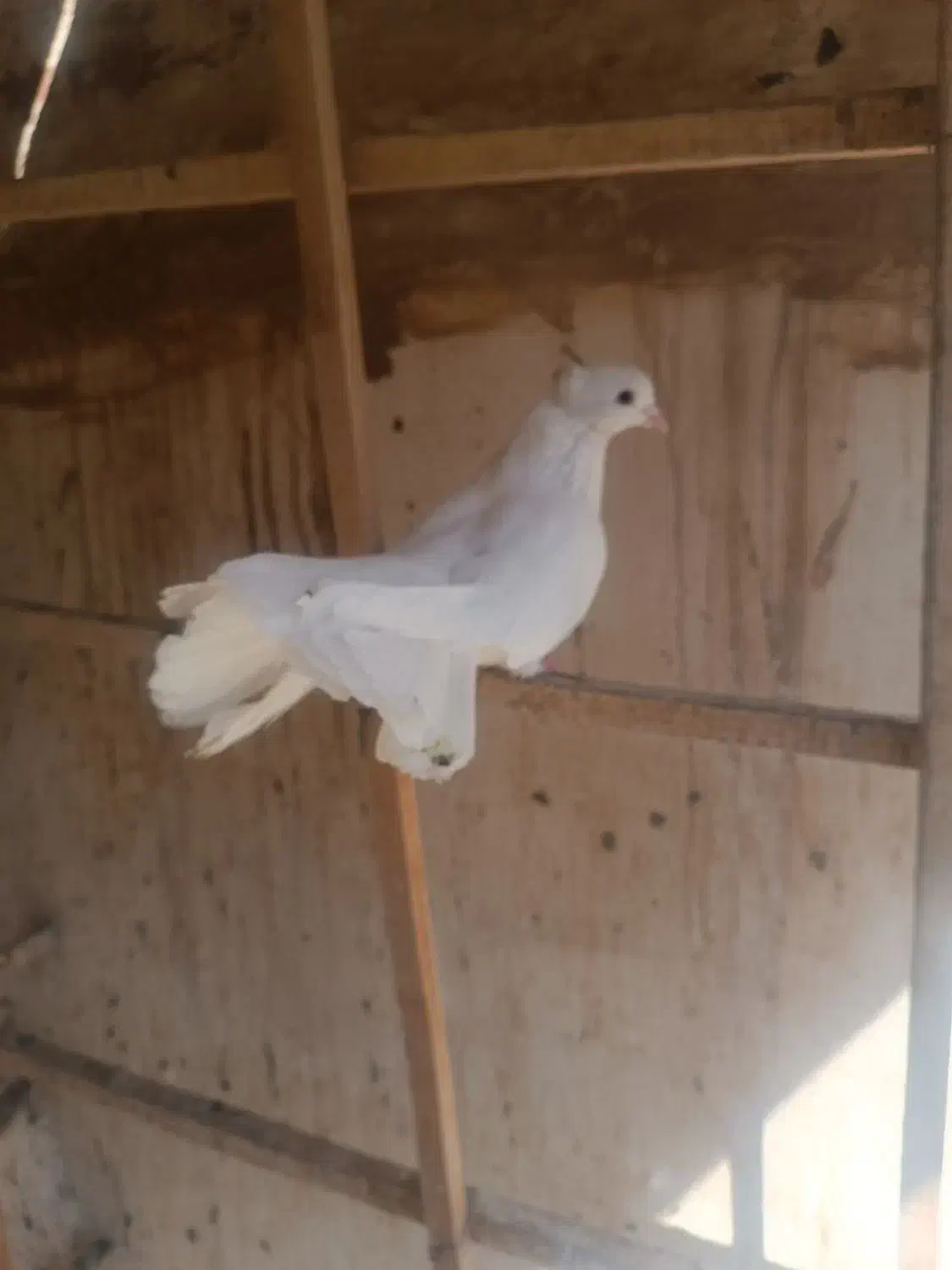 کفتر|پرنده|قم, سرحوض|دیوار