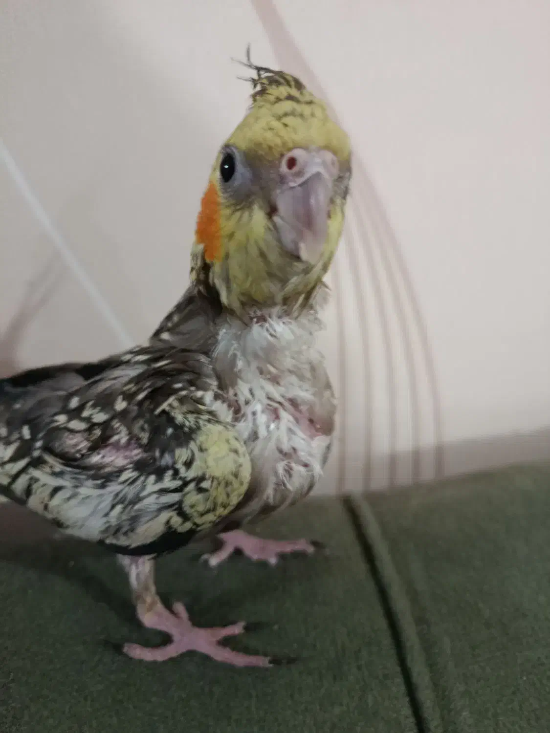 طوطی سرلاکی عروس گل باقالی|پرنده|فردیس, داوری|دیوار