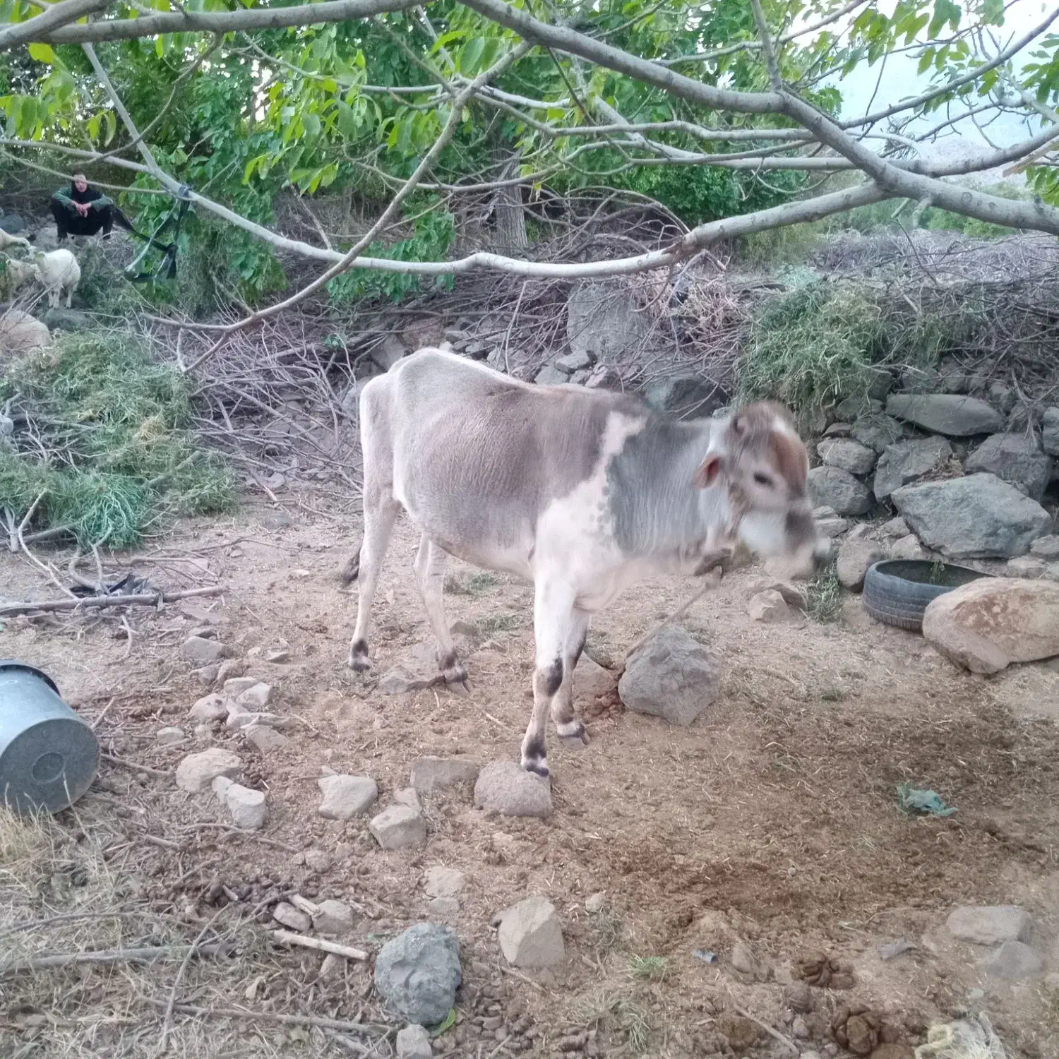 گستر دورگه جنس ناب|حیوانات مزرعه|جبالبارز, |دیوار