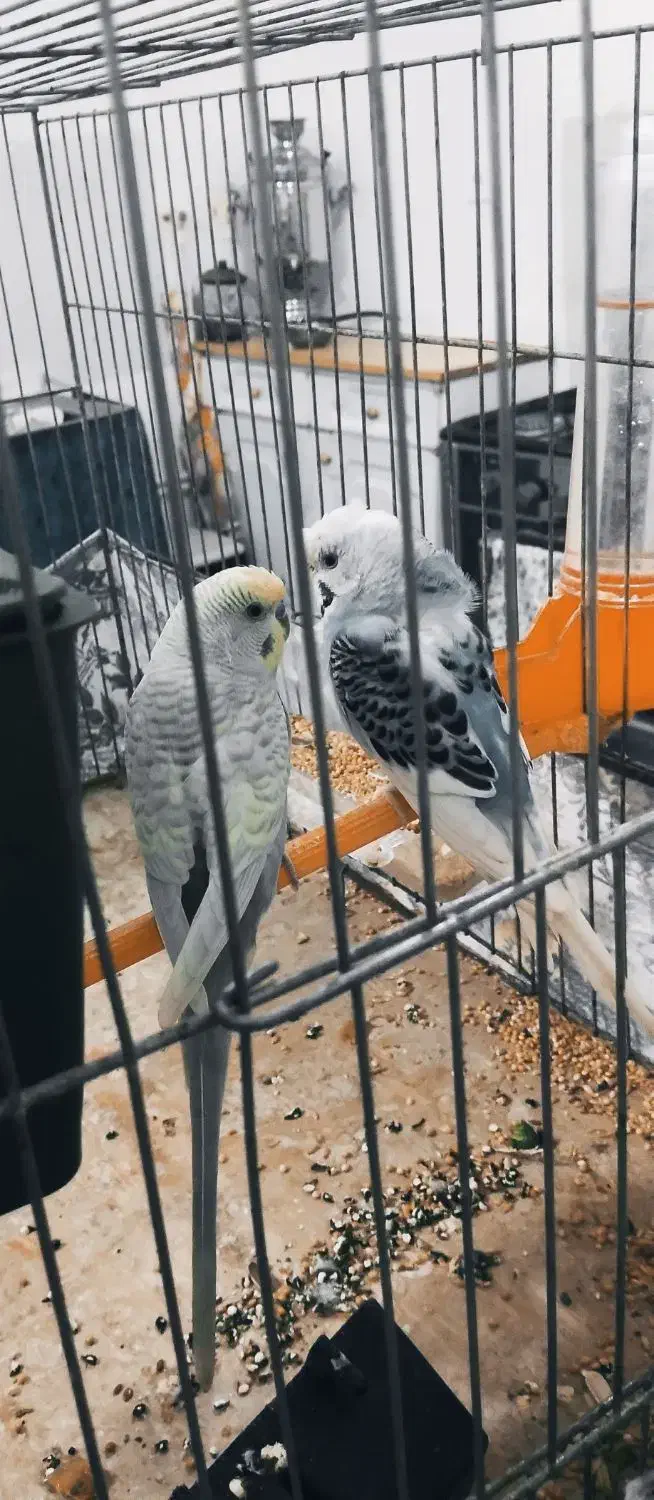 جفت مرغ عشق خاص|پرنده|نقده, |دیوار