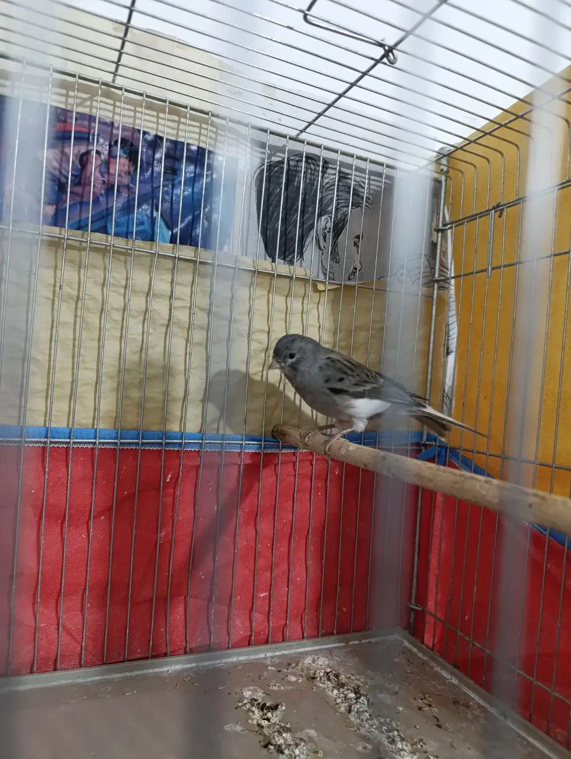 قناری نر|پرنده|شیراز, دروازه قران|دیوار