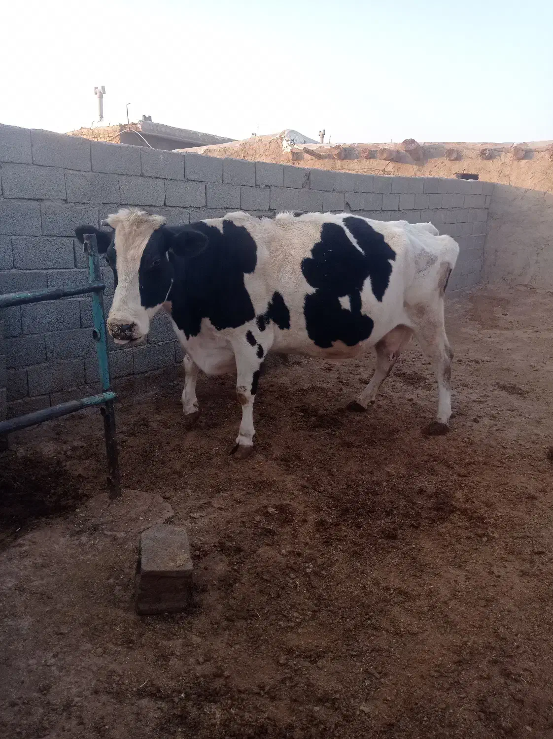 سلام کاوه هلشتاین|حیوانات مزرعه|زاویه, |دیوار