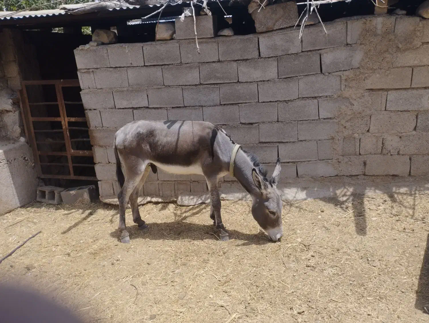 الاغ نر|حیوانات مزرعه|شیراز, گل سرخ|دیوار