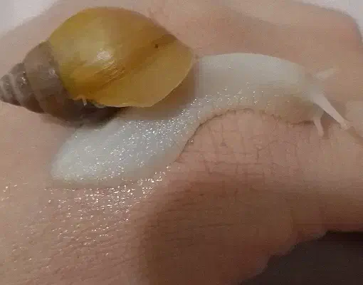 حلزون سرحال|خزنده|تهران, کوثر|دیوار