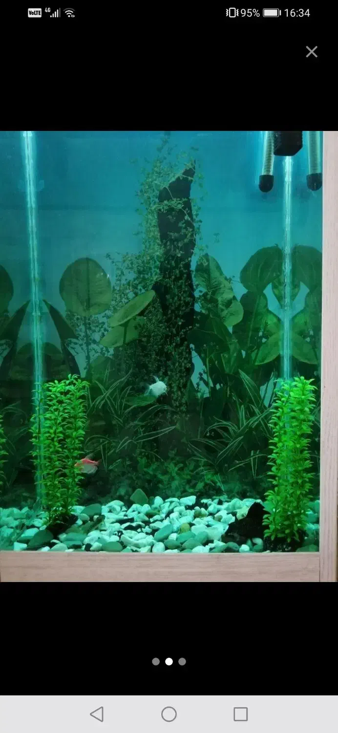 آکواریوم|ماهی|تبریز, |دیوار