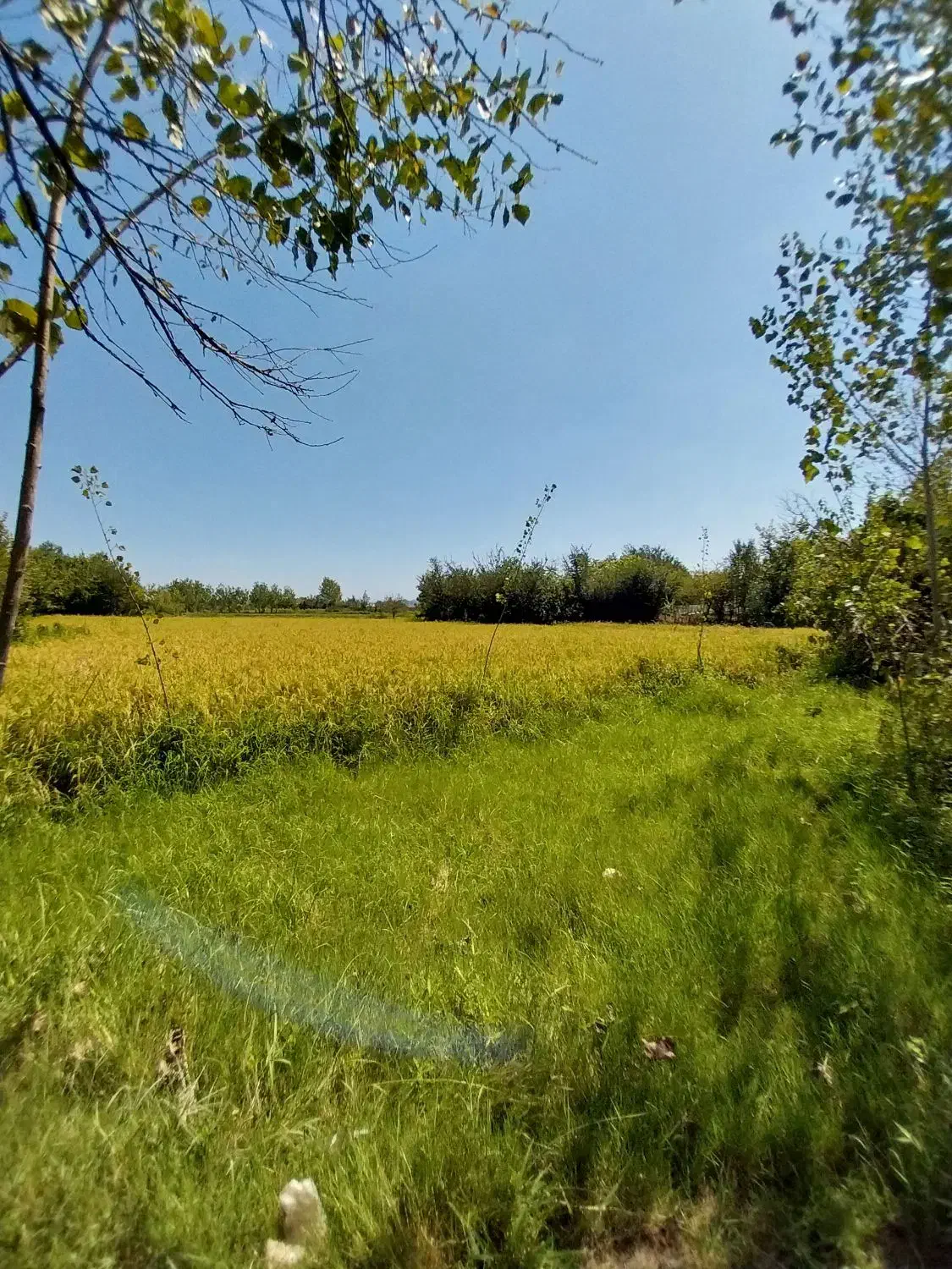 فروش۳هکتار/زمین شالیزار کشاورزی/یه تیکه/مرغوب/شفت|فروش زمین و ملک کلنگی|شفت, |دیوار