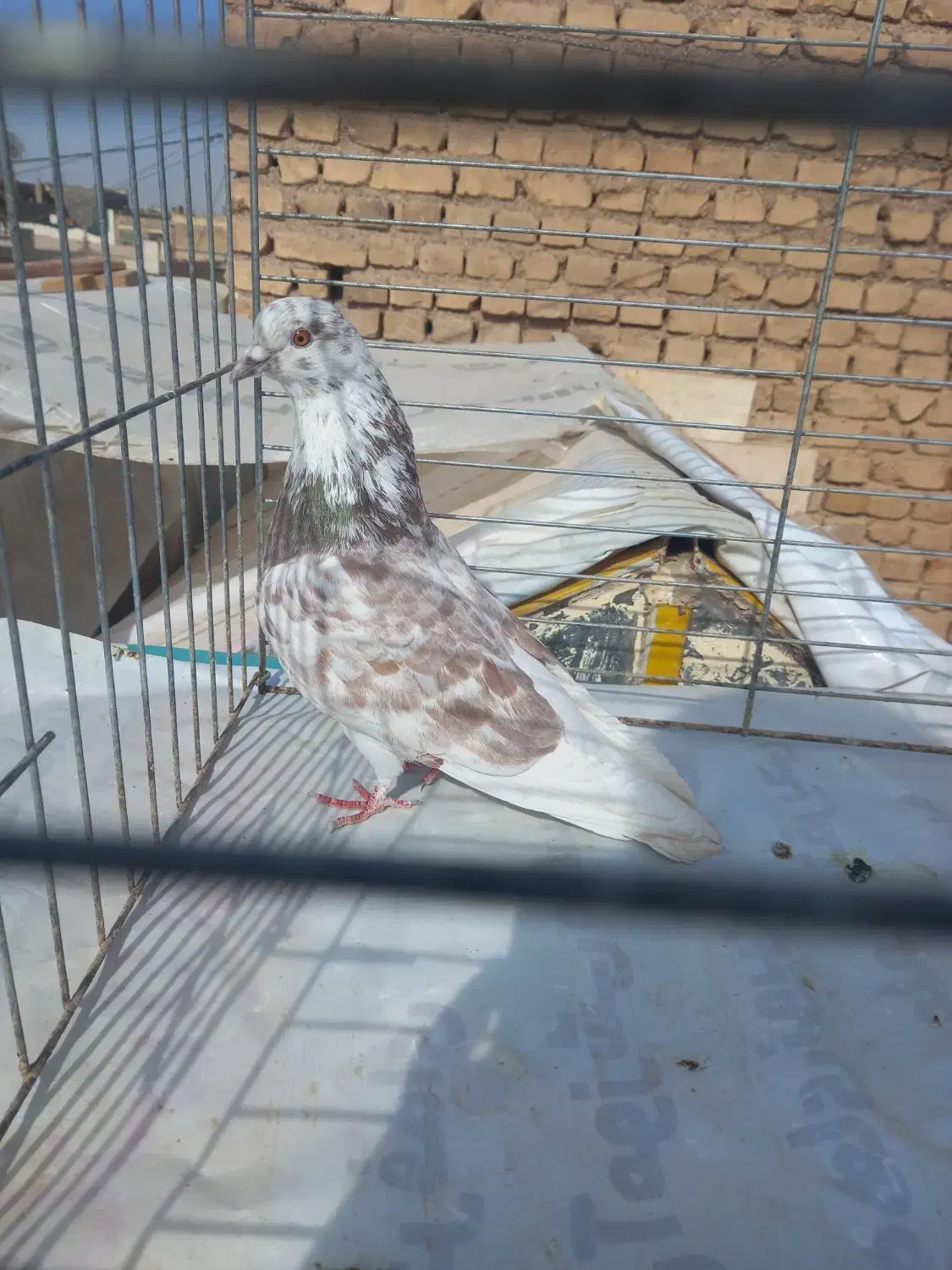 کبوتر شکار|پرنده|اردکان, |دیوار