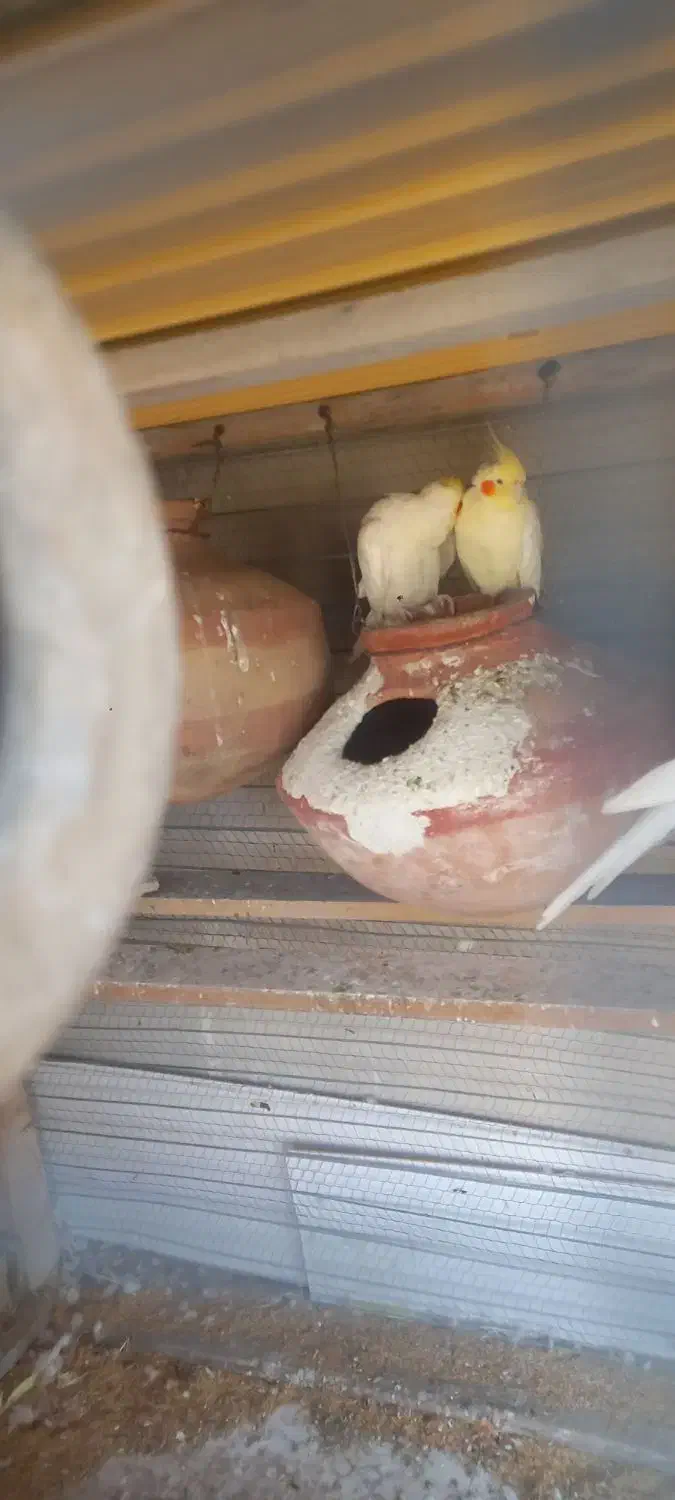 عروس هلندی لوتینو|پرنده|چابهار, |دیوار